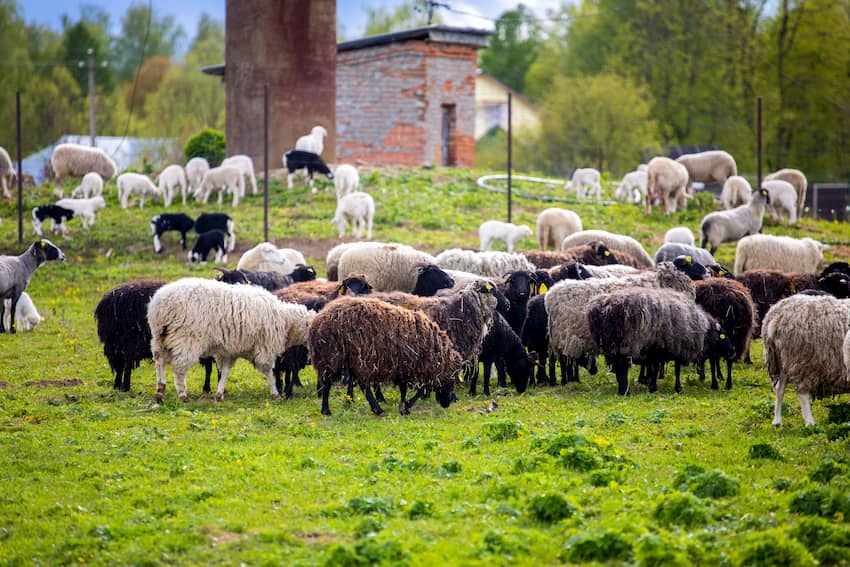 Овцы фермы М2